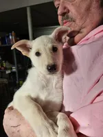 Red Collar Girl, a female German Shepherd Dog for sale in Canton, OH – Photo 1 of 3