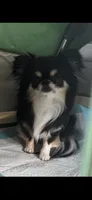 Dotty, a female Chihuahua for sale in Canton, GA – 4 of 4