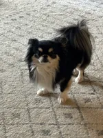 Blue eye Butter Cream LH 💙, a male Chihuahua for sale in Canton, GA – Photo 8 of 10