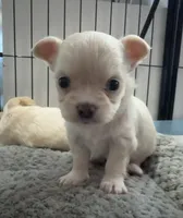 Blue eye Butter Cream LH 💙, a male Chihuahua for sale in Canton, GA – Photo 6 of 10