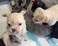 Blue eye Butter Cream LH 💙, a male Chihuahua for sale in Canton, GA – Photo 5 of 10