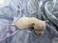 Blue eye Butter Cream LH 💙, a male Chihuahua for sale in Canton, GA – Photo 7 of 10