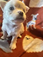 Blue eye Butter Cream LH 💙, a male Chihuahua for sale in Canton, GA – Photo 4 of 10