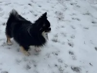 Blue eye Butter Cream LH 💙, a male Chihuahua for sale in Canton, GA – Photo 9 of 10