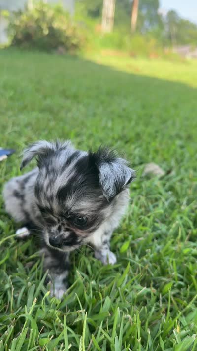 Dotty, a female Chihuahua for sale in Canton, GA – 3 of 4