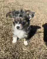 Pixel , a female Chihuahua for sale in Canton, GA – Photo 2 of 6