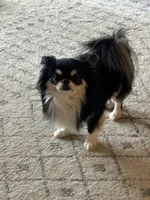 Pixel , a female Chihuahua for sale in Canton, GA – Photo 5 of 6