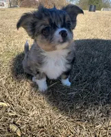 Pixel , a female Chihuahua for sale in Canton, GA – Photo 1 of 6