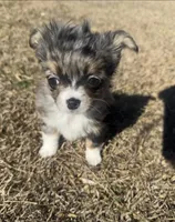 Pixel , a female Chihuahua for sale in Canton, GA – Photo 3 of 6