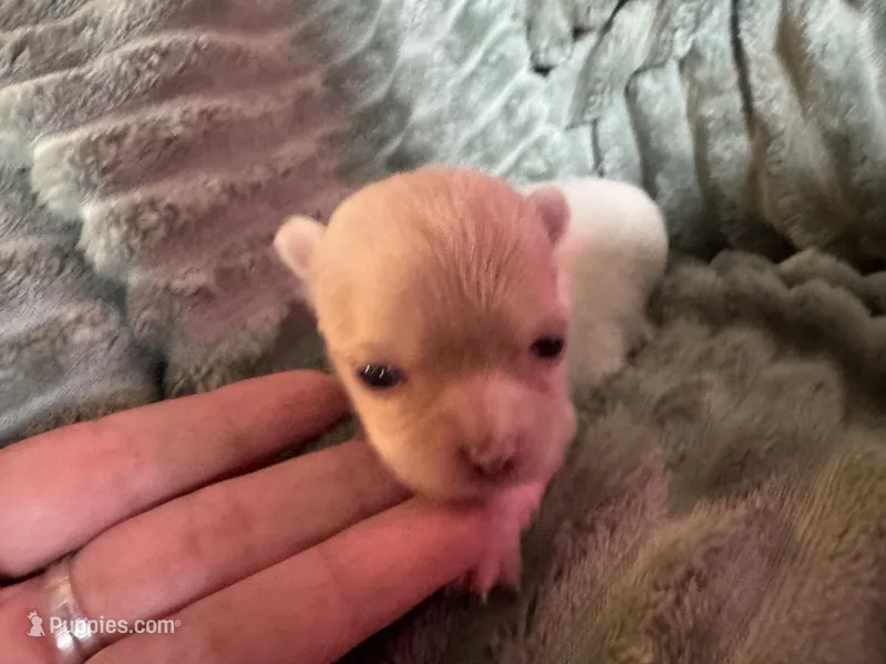 Cream Female  – Chihuahua puppy for sale in Canton, GA