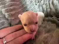 Cream Female , a female Chihuahua for sale in Canton, GA – 1 of 3