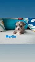 Blue eyes- Merlin , a male Chihuahua for sale in Canton, GA – 3 of 4