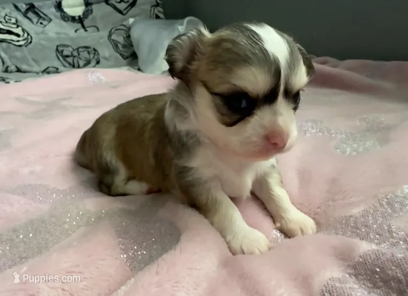 Clyde – Chihuahua puppy for sale in Canton, GA