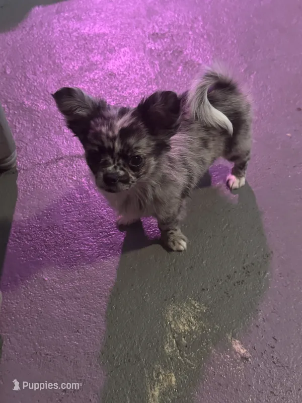 Dotty – Chihuahua puppy for sale in Canton, GA