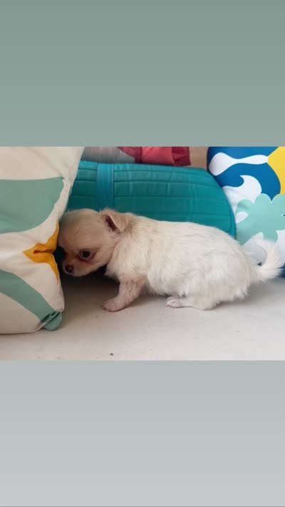 Tea, a female Chihuahua for sale in Canton, GA – 6 of 6