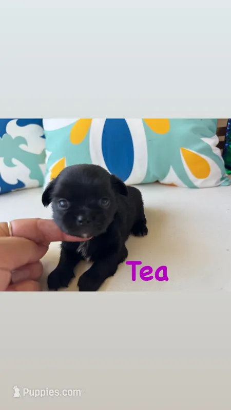 Tea – Chihuahua puppy for sale in Canton, GA