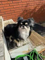 Clyde, a male Chihuahua for sale in Canton, GA – 7 of 8