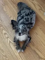 Dotty, a female Chihuahua for sale in Canton, GA – 2 of 4