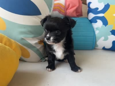 Cookie, a female Chihuahua for sale in Canton, GA – 4 of 5