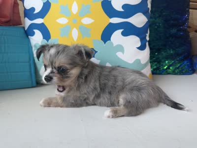Standard size, a male Chihuahua for sale in Canton, GA – 7 of 7