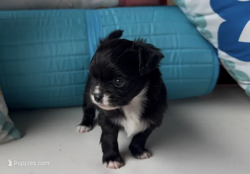 Cookie – Chihuahua puppy for sale in Canton, GA