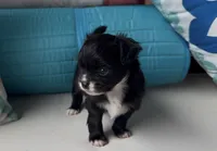 Cookie, a female Chihuahua for sale in Canton, GA – 2 of 5