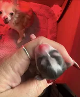 Clyde, a male Chihuahua for sale in Canton, GA – 4 of 8