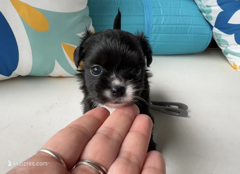 Cookie – Chihuahua puppy for sale in Canton, GA