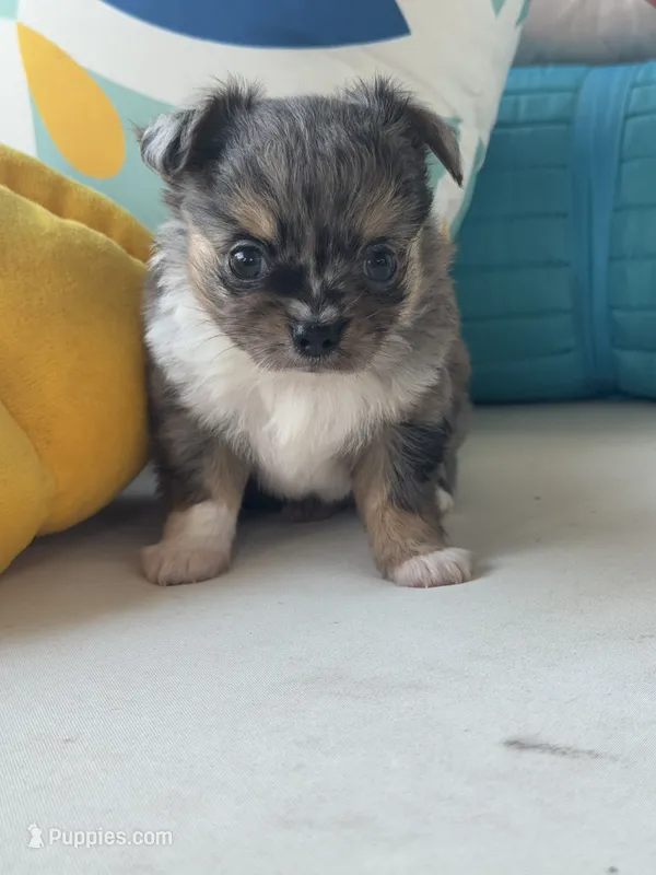 ‘Merle Haggard’ LH – Chihuahua puppy for sale in Canton, GA