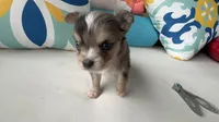 Blue eyes ‘Cash’ , a male Chihuahua for sale in Canton, GA – 2 of 4