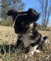 🩵Tiny🩵, a male Chihuahua for sale in Canton, GA – Photo 2 of 10
