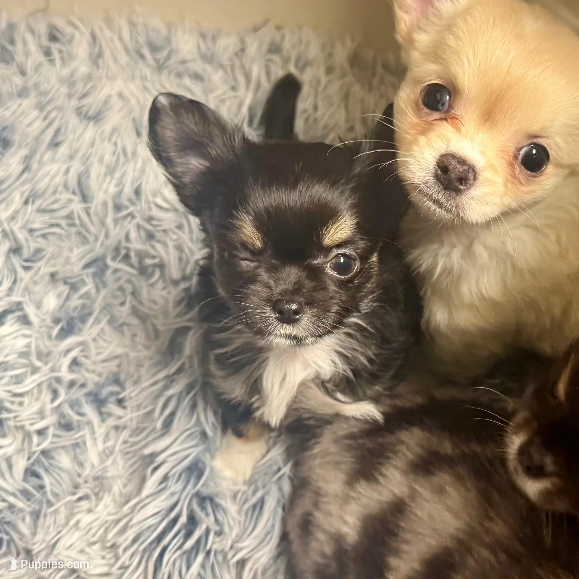 🩵Tiny🩵, a male Chihuahua for sale in Canton, GA – Photo 4 of 10