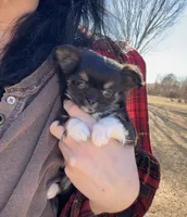 🩵Tiny🩵, a male Chihuahua for sale in Canton, GA – Photo 1 of 10