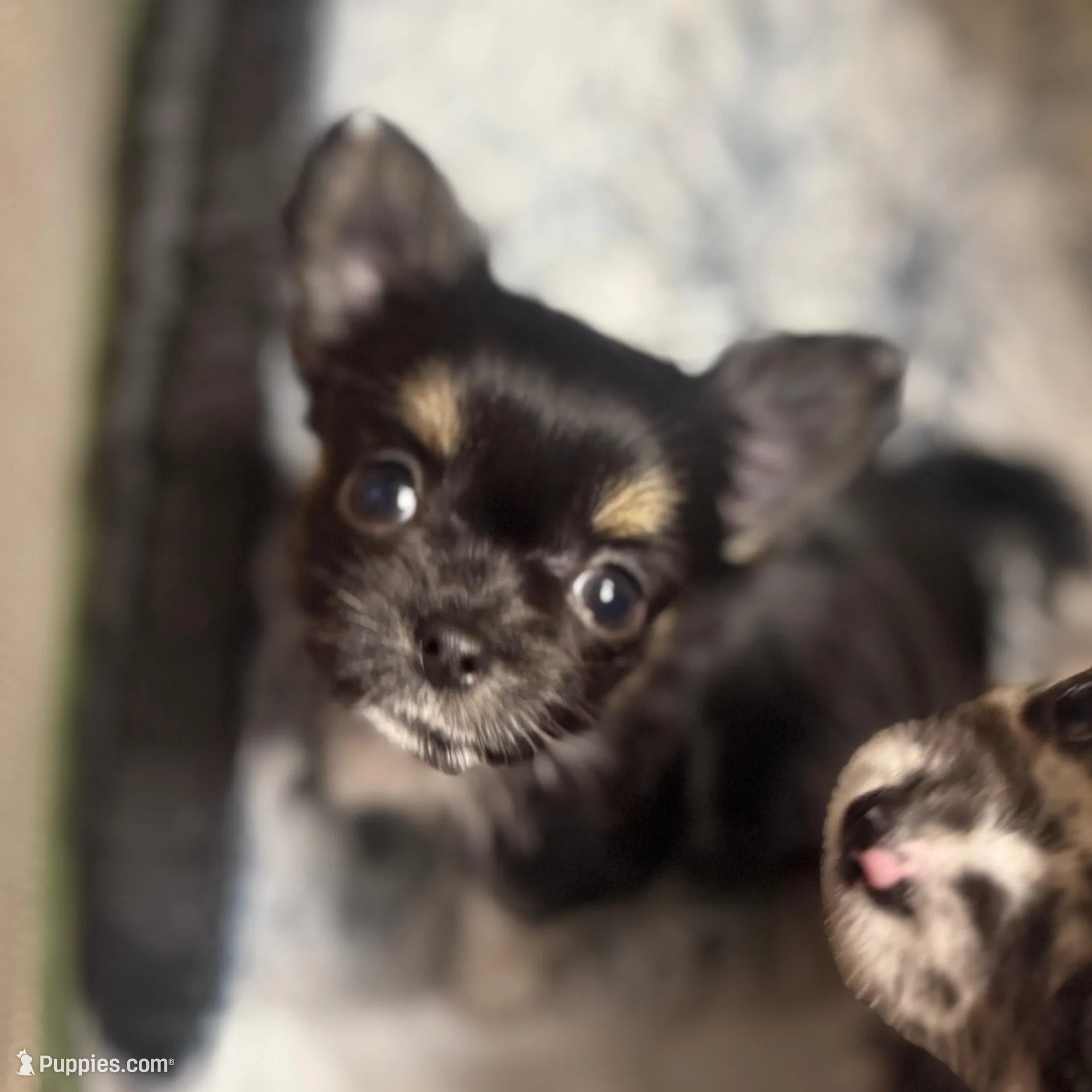 🩵Tiny🩵, a male Chihuahua for sale in Canton, GA – Photo 5 of 10