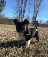 🩵Tiny🩵, a male Chihuahua for sale in Canton, GA – Photo 3 of 10