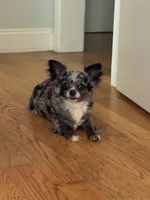 Cream Female , a female Chihuahua for sale in Canton, GA – 3 of 3