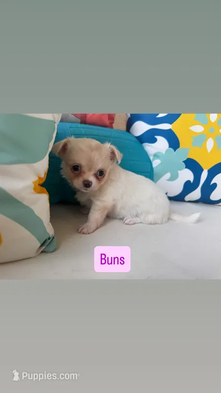 Buns – Chihuahua puppy for sale in Canton, GA