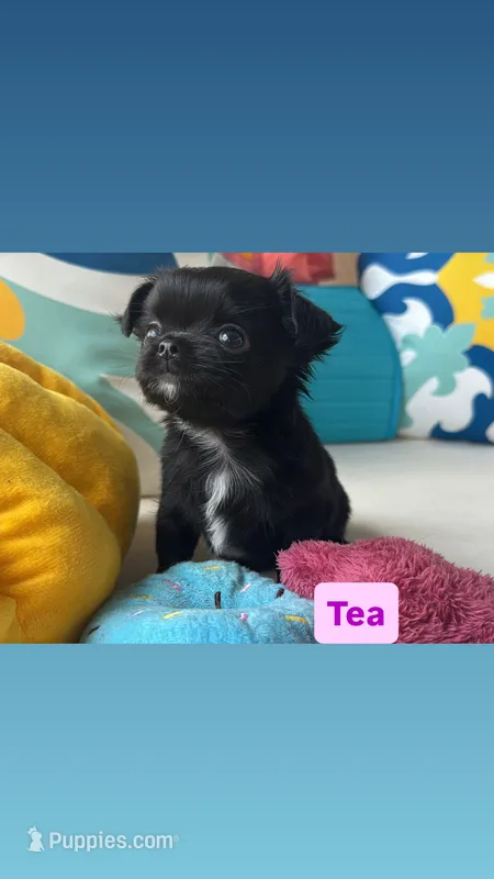 Tea – Chihuahua puppy for sale in Canton, GA