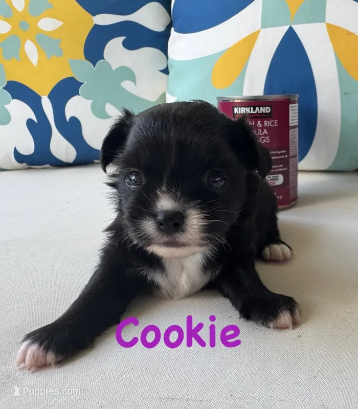 Cookie – Chihuahua puppy for sale in Canton, GA