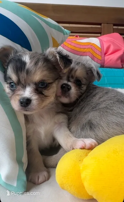 Blue eyes ‘Cash’  – Chihuahua puppy for sale in Canton, GA