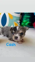Cash LH , a male Chihuahua for sale in Canton, GA – 1 of 1