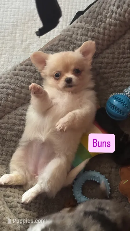 Buns – Chihuahua puppy for sale in Canton, GA