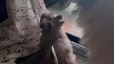 Blue eyes- Merlin , a male Chihuahua for sale in Canton, GA – 4 of 4