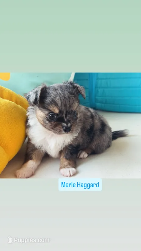 ‘Merle Haggard’ LH – Chihuahua puppy for sale in Canton, GA
