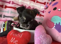 Bandit 💚, a male Chihuahua for sale in Canton, GA – Photo 7 of 10