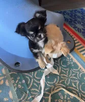 Bandit 💚, a male Chihuahua for sale in Canton, GA – Photo 1 of 10