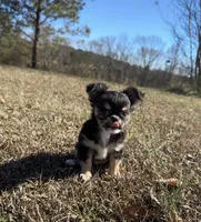 Bandit 💚, a male Chihuahua for sale in Canton, GA – Photo 3 of 10