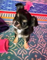 Bandit 💚, a male Chihuahua for sale in Canton, GA – Photo 5 of 10