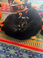 Bandit 💚, a male Chihuahua for sale in Canton, GA – Photo 4 of 10