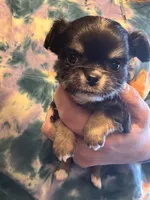 Bandit 💚, a male Chihuahua for sale in Canton, GA – Photo 8 of 10